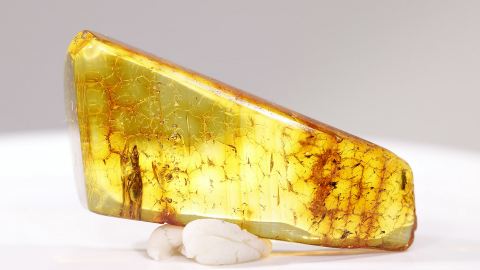 Bernstein Einschluss, Mücke