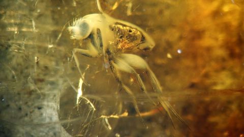 Bernstein Inkluse Fliege