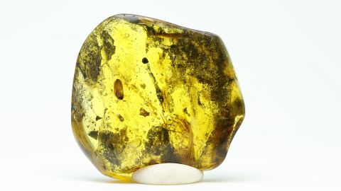 Kiefernsamen als Bernstein Inkluse