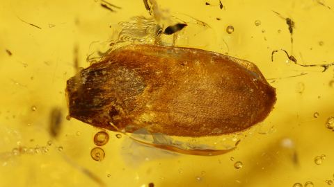 Kiefer Samen im Bernstein, Bernsteinwald 