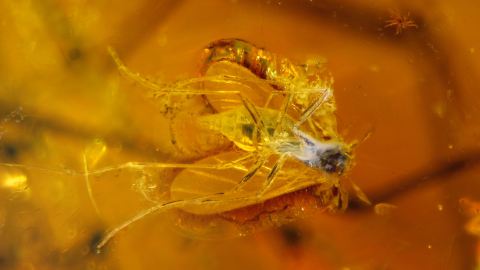 Dolichopodidae, Langbeinfliege Einschluss