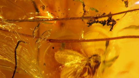 Insektenbeine Inkluse
