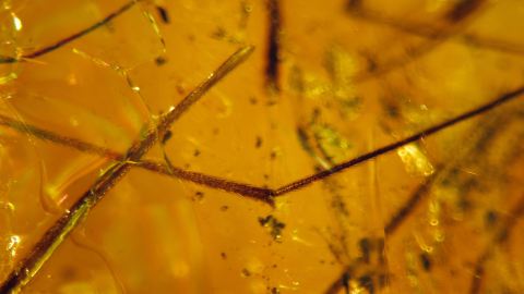 zahlreiche Insektenbeine als Bernstein Einschluss