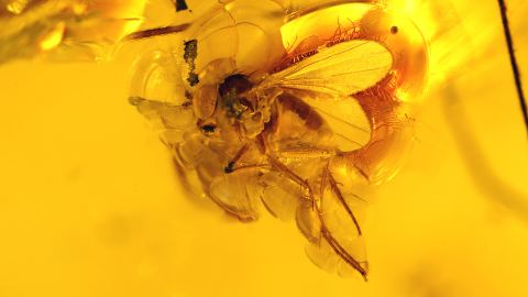 Fliege, Langbeinfliege als Bernstein Einschluss