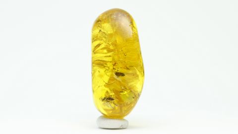 Käfer Bernstein Einschluss