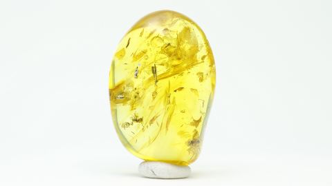 Langbeinfliege Bernstein Einschluss