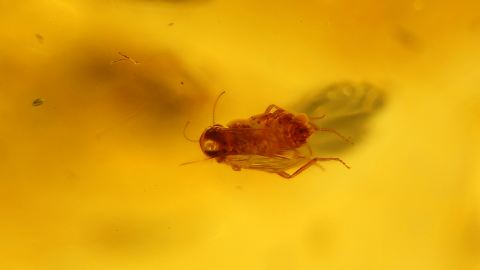 Bernstein Einschluss