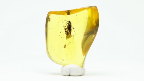 Köcherfliege Bernstein Einschluss