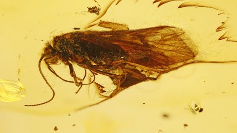 Bernstein Inkluse, Fliege, Köcherfliege