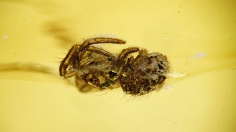 Spinne Bernstein Einschluss