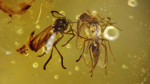 Pilzmücken im Bernstein