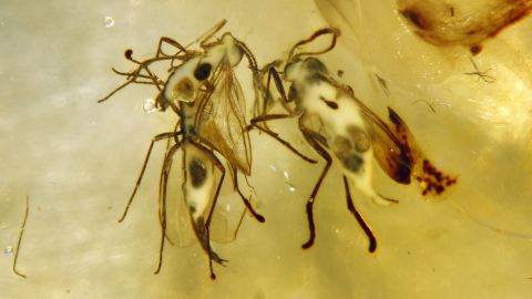 Bernstein Inkluse Mücken