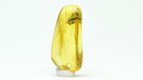 Pollenzapfen als Bernstein Inkluse