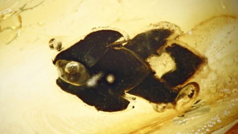 Thuja Inkluse, Thujazweig