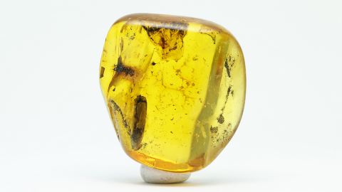 Samen als Bernstein Inkluse