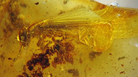 Termit mit Flügel Bernstein Einschluss