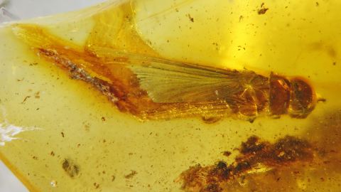 Bernstein Inkluse Termit mit Flügel