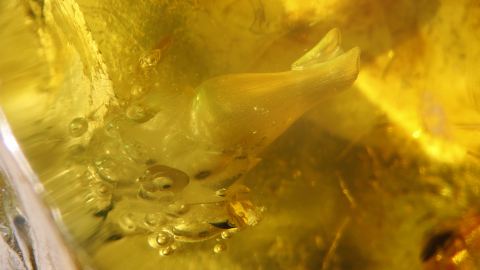 Froscheier, Pflanze im Bernstein