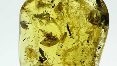 Fliegen Bernsteineinschluss