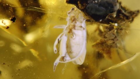 Verlumte Fliege im Bernstein