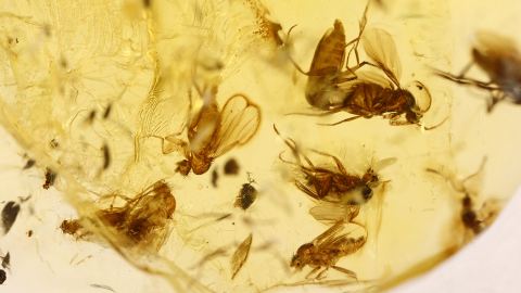 Inkluse, Fliegen als Massenfang, Fliegenschwarm