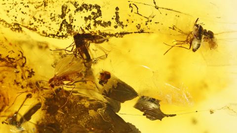 Mücken Schwarm, Massenfang als Bernstein Einschluss