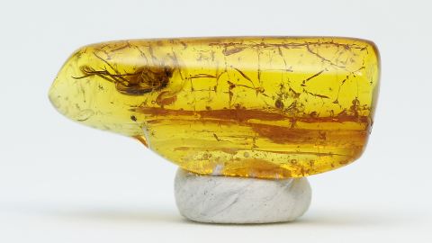 Bernstein Einschluss