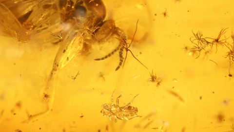 Wespe und Milbe als Bernstein Inkluse, Sternhaare