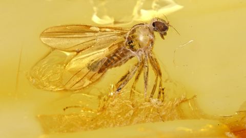 Fliege, Langbeinfliege, teils verlumt