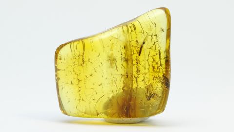 Bernstein Inkluse Bein einer Spinne