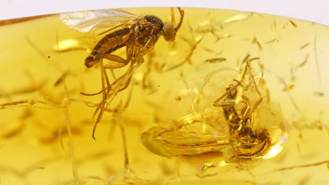 Mücke im Bernstein, Pilzmücke