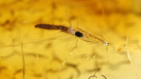 Bein einer großen Spinne