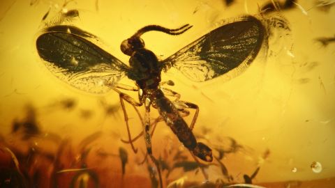 Pilzmücke Inkluse, Mücke Einschluss