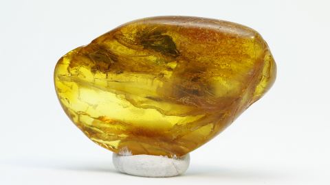 Haarflügler als Bernstein Einschluss