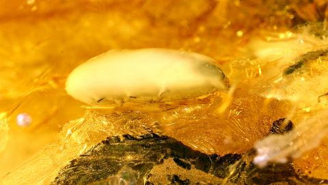 Käfer Inkluse komplett verlumt