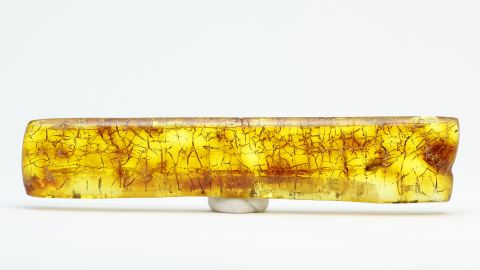 Pilzmücke als Bernstein Einschluss