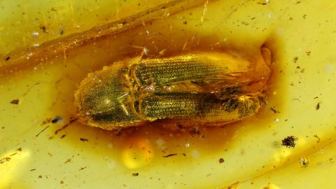 Schnellkäfer (Elateridae) Inkluse