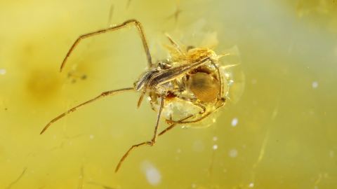 Große Spinne im Bernstein