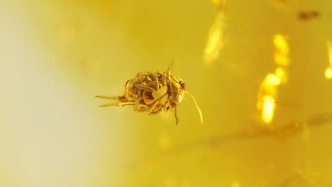 Springschwanz als Bernstein Inkluse