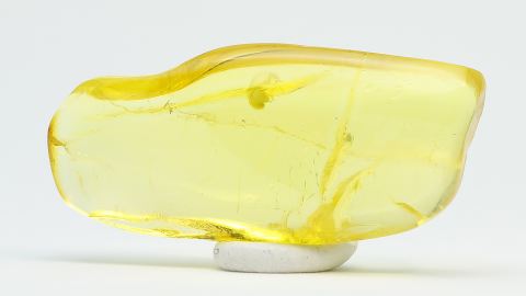 Bernstein Inkluse, Käfer