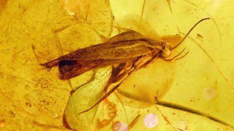 Haarflügler, große Köcherfliege als Inkluse