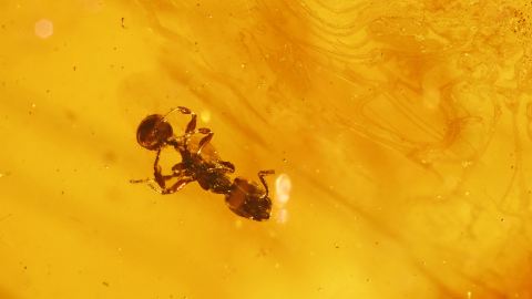 Bernstein Inkluse Ameise