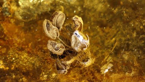 Eichenblüten als Bernstein Inkluse