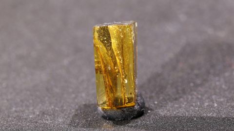 Eichenblüten im Bernstein