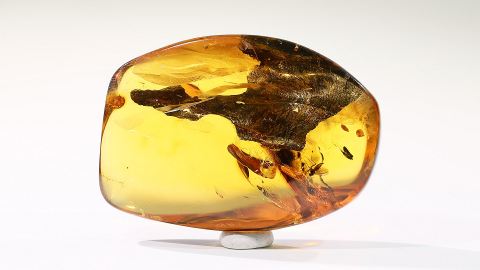 Bernstein Einschluss