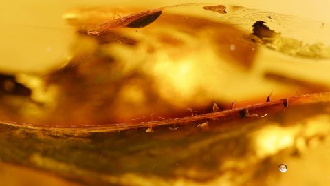 Seltenes Blatt als Bernstein Inkluse