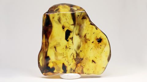 Flora-Fauna-Einschlüsse