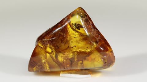 Fliege als Einschluss