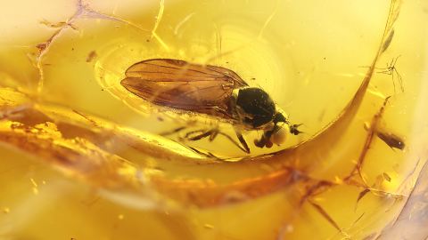 Langbeinfliege im Bernstein