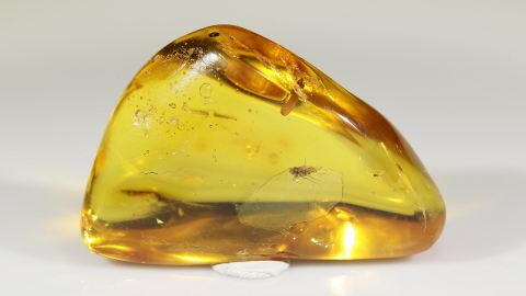 Bernstein Inkluse, Fliege